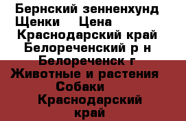 Бернский зенненхунд. Щенки. › Цена ­ 25 000 - Краснодарский край, Белореченский р-н, Белореченск г. Животные и растения » Собаки   . Краснодарский край